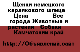 Щенки немецкого карликового шпица › Цена ­ 20 000 - Все города Животные и растения » Собаки   . Камчатский край